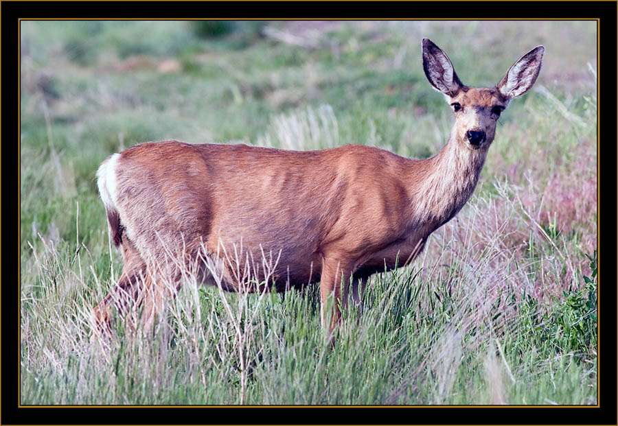 White-tailed Deer - Rocky Mountain Arsenal National Wildlife Refuge