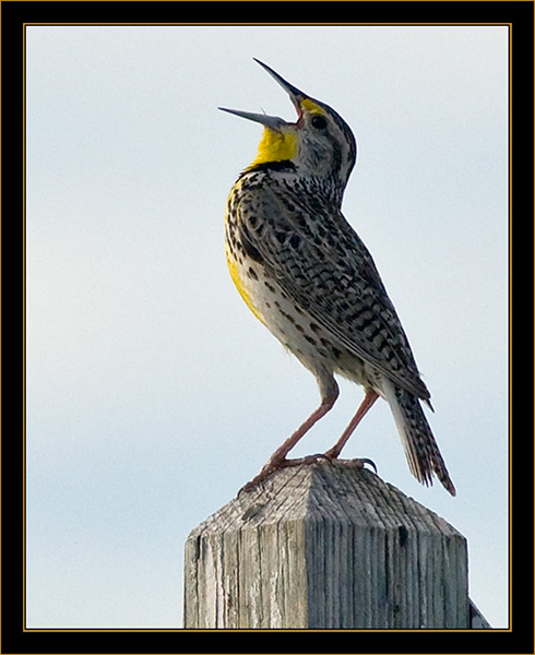 Western Meadowlark - Rocky Mountain Arsenal National Wildlife Refuge