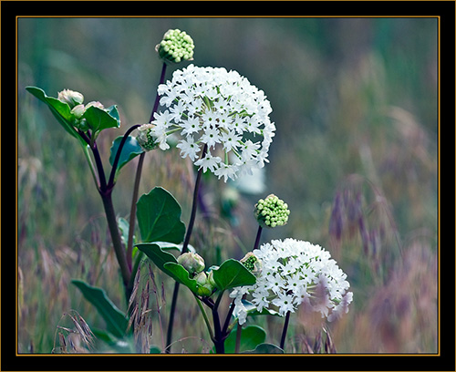 Local Color - Rocky Mountain Arsenal National Wildlife Refuge