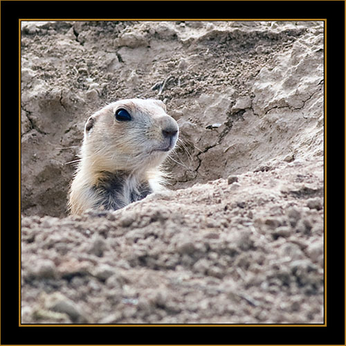 Black-tailed Prairie Dog - Rocky Mountain Arsenal National Wildlife Refuge