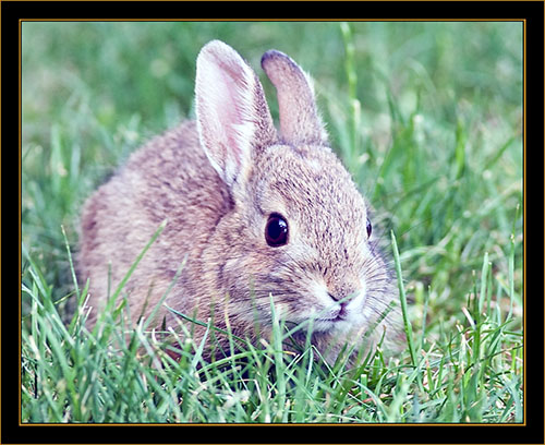 Rabbit - Rocky Mountain Arsenal National Wildlife Refuge