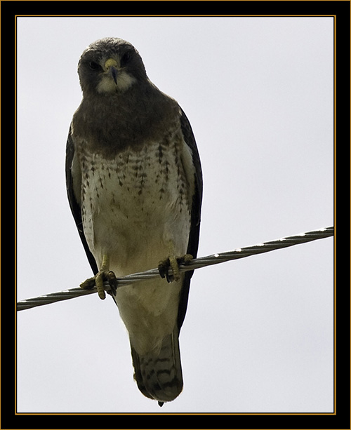 View in Wyoming - Swainson's Hawk