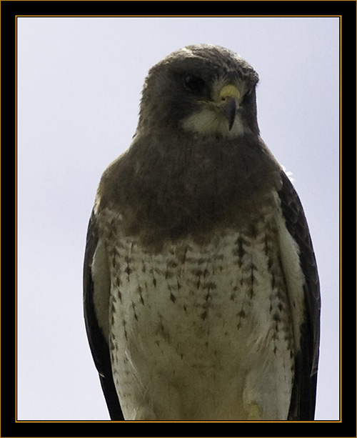 Swainson's Hawk Along the Roadway