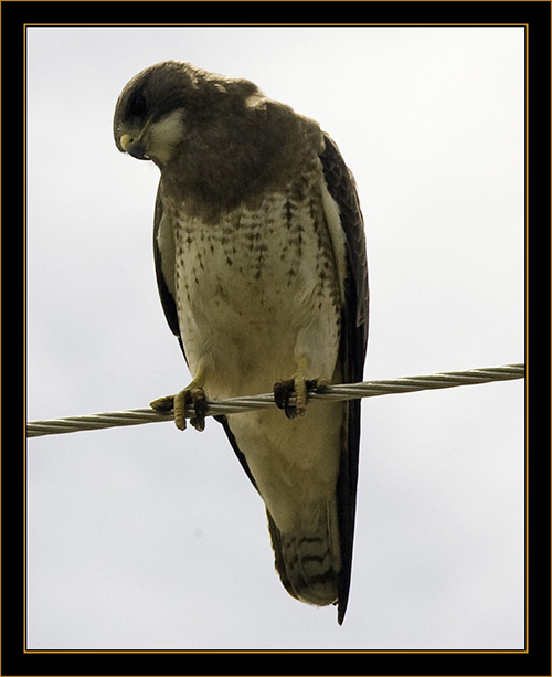 View in Wyoming - Swainson's hawk