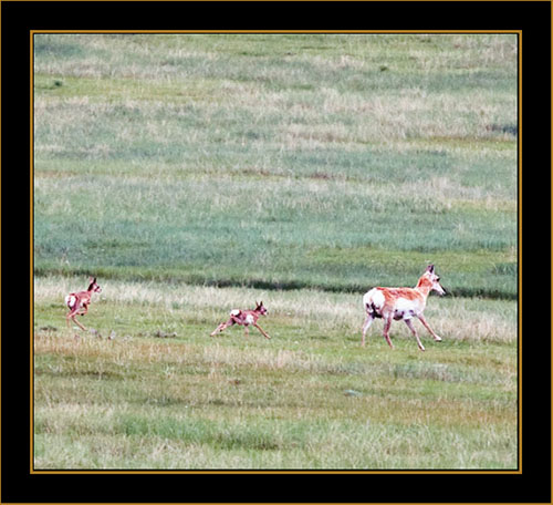 View in Wyoming - Pronghorn Antelope with Young