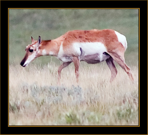 View in Wyoming - Pronghorn Antelope