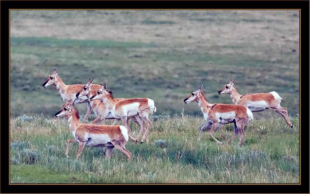 View in Wyoming - Pronghorn Antelope Group