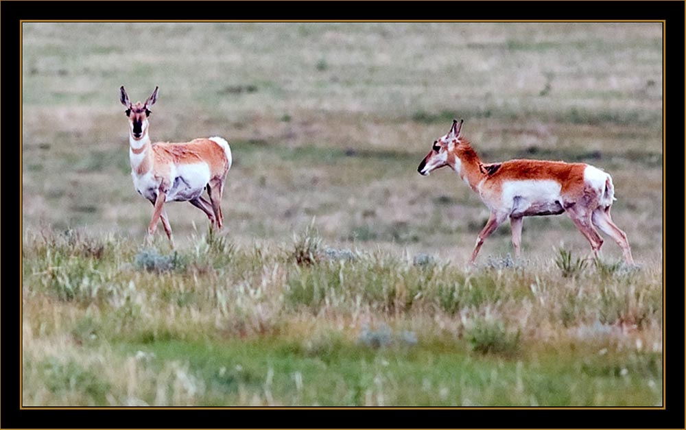 View in Wyoming - Pronghorn Antelopes
