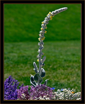 View From the Denver Botanical Gardens