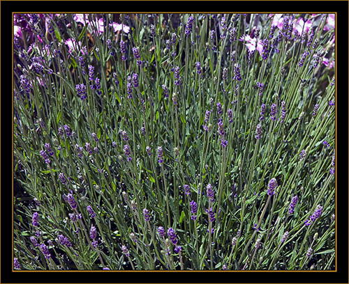 View From the Denver Botanical Gardens