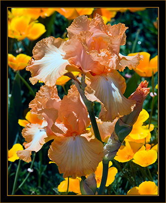 View From the Denver Botanical Gardens