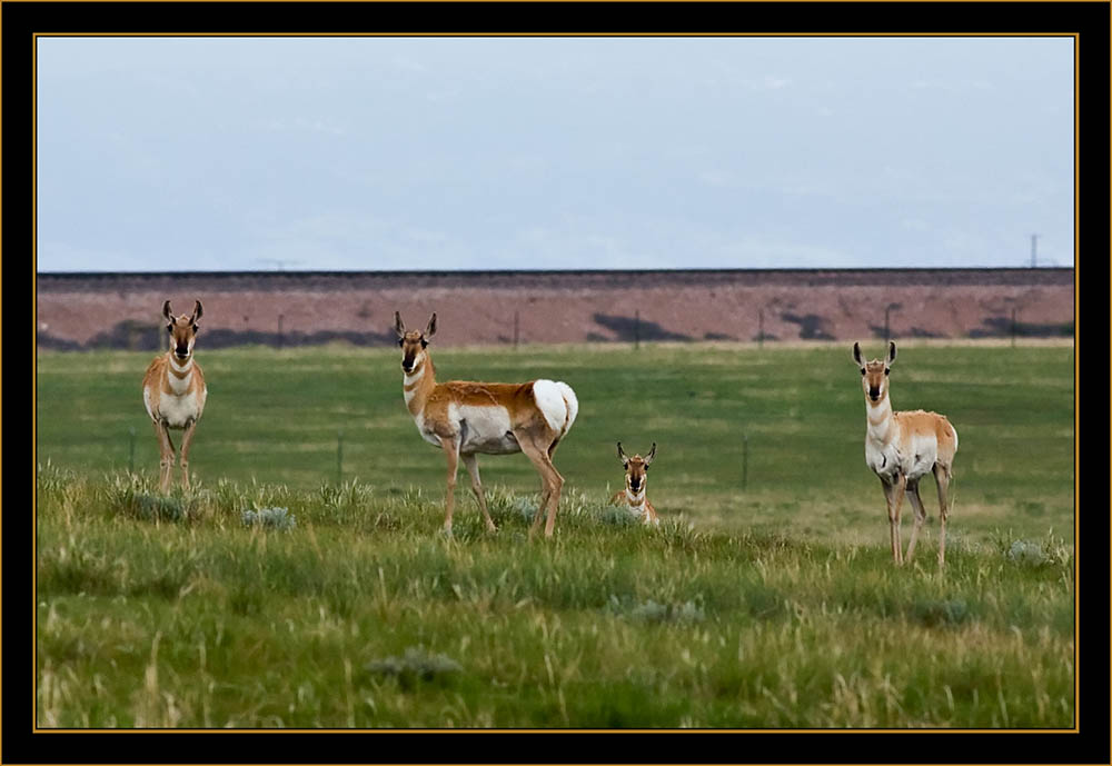 View in Wyoming - Pronghorn Antelope Group