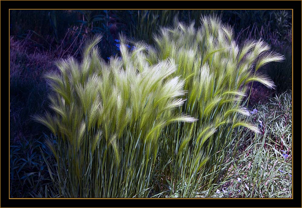 View From the Denver Botanical Gardens