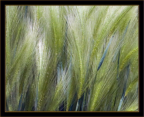 View From the Denver Botanical Gardens