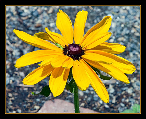 View From the Denver Botanical Gardens