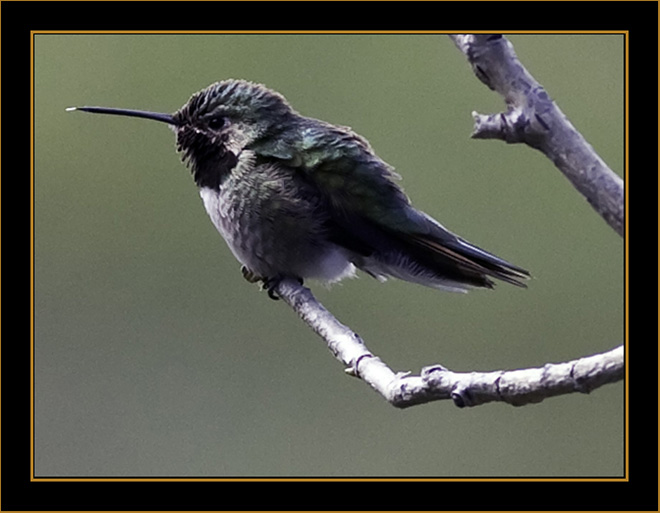 Broad-tailed Hummingbird- Rocky Mountain National Park