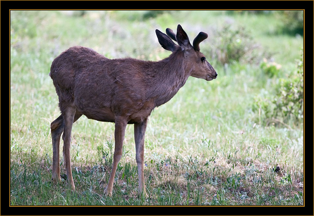 Rocky Mountain Elk- Rocky Mountain National Park