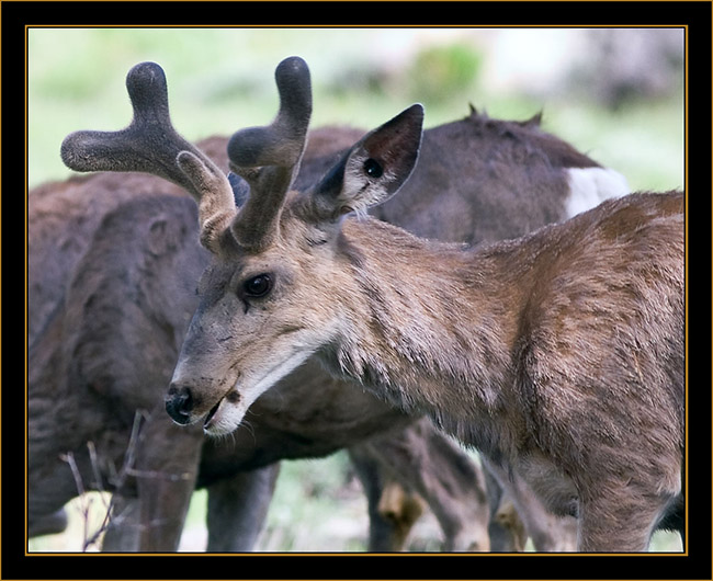 Rocky Mountain Elk - Rocky Mountain National Park