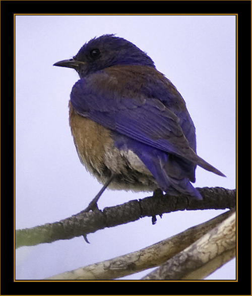 Western Bluebird - Rocky Mountain National Park