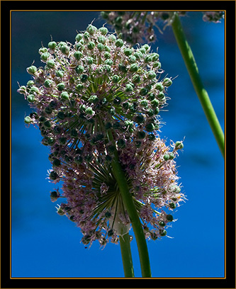 View From the Denver Botanical Gardens