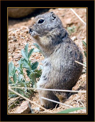 Marmot - Rocky Mountain National Park