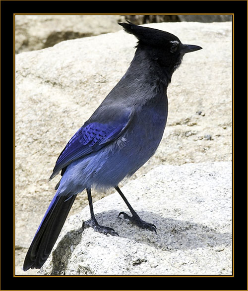 Steller's Jay - Rocky Mountain National Park