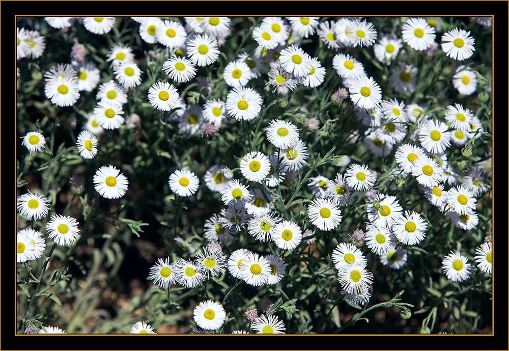 View From the Denver Botanical Gardens