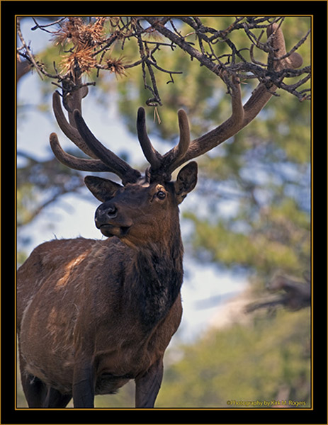 Rocky Mountain Elk- Rocky Mountain National Park