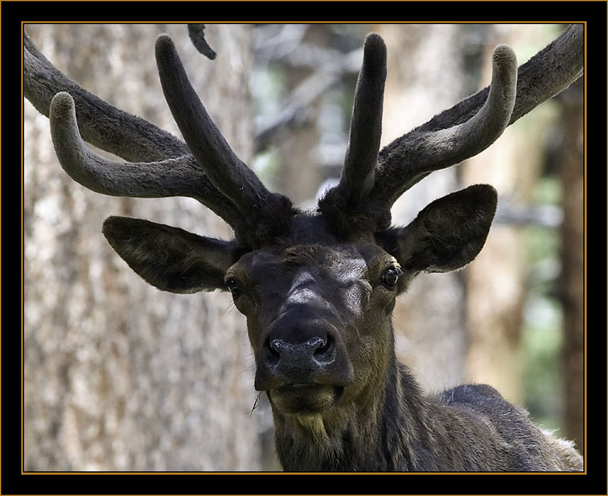 Rocky Mountain Elk- Rocky Mountain National Park