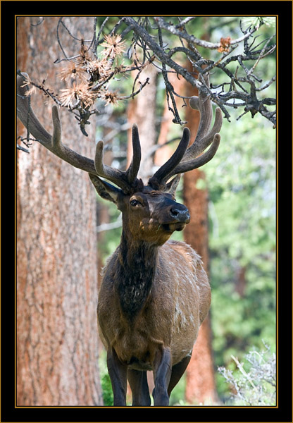 Rocky Mountain Elk- Rocky Mountain National Park