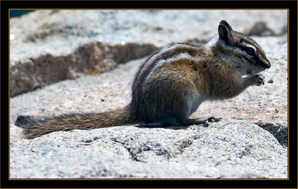 Least Chipmunk - Rocky Mountain National Park