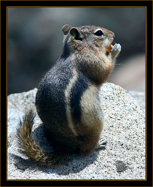 Golden-mantled Ground Squirrel - Rocky Mountain National Park