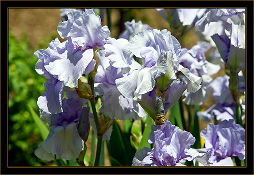 View From the Denver Botanical Gardens