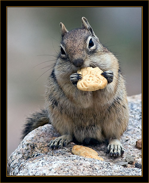 Golden-mantled Ground Squirrel - Rocky Mountain National Park