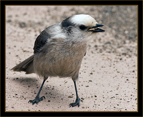 Gray Jay - Rocky Mountain National Park