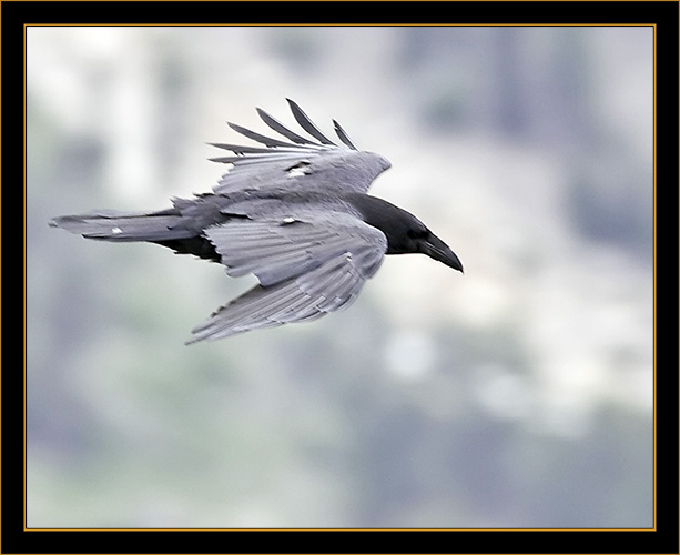 Raven Flyby - Rocky Mountain National Park