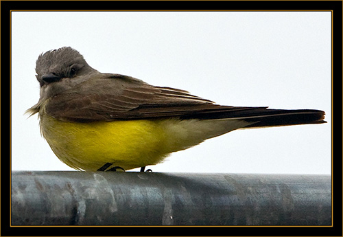 Western Kingbird - North Platte, Nebraska