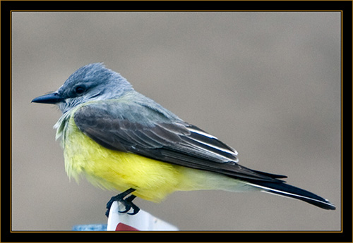 Western Kingbird - North Platte, Nebraska