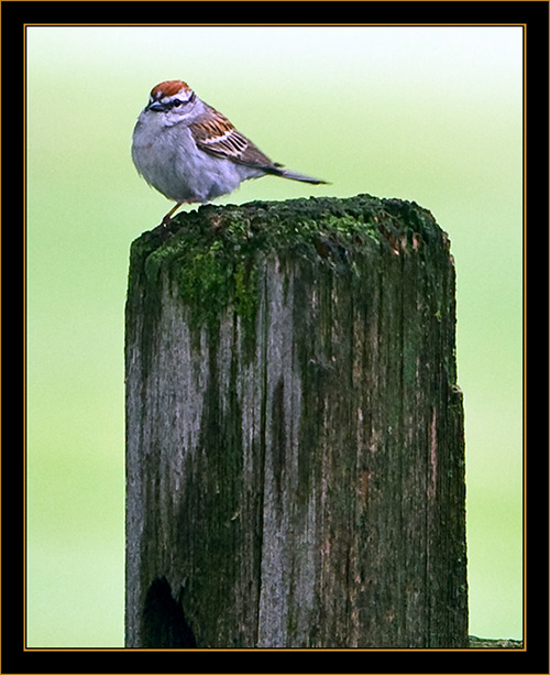 Chipping Sparrow - North Platte, Nebraska