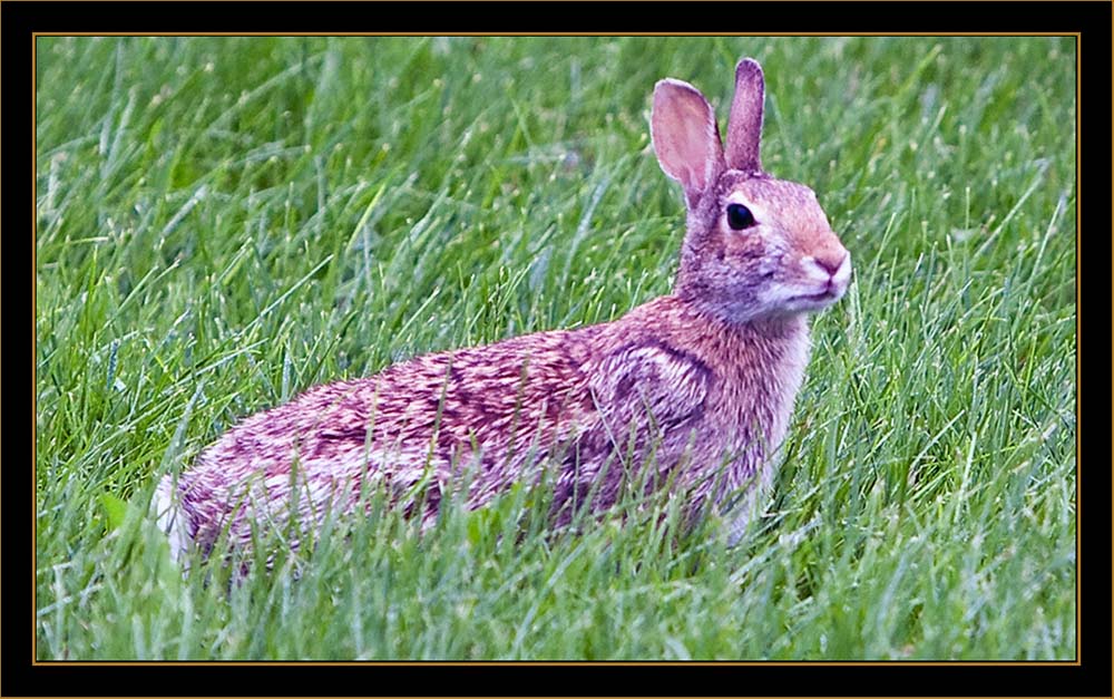 Rabbit - North Platte, Nebraska