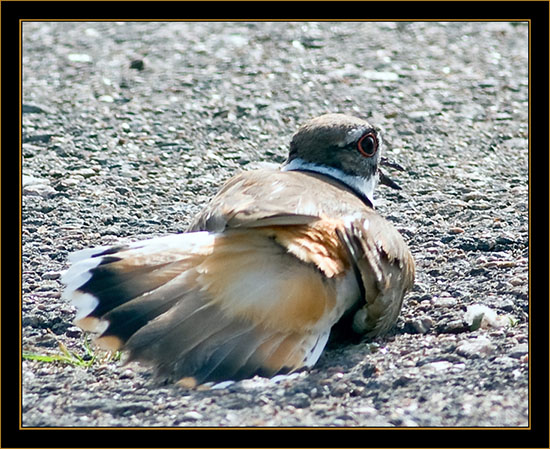 Killdeer