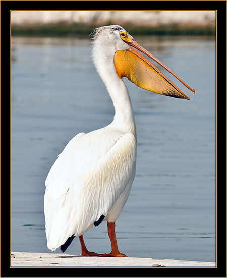 American White Pelican - Cherry Creek State Park