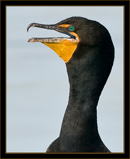 Double-crested Cormorant - Cherry Creek State Park