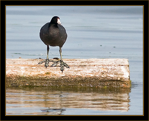 American Coot - Cherry Creek State Park