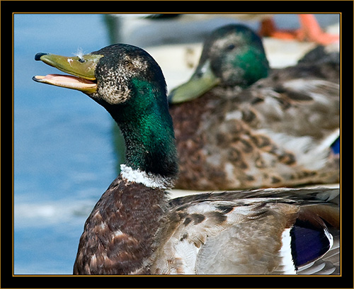 Dockside Mallard - Cherry Creek State Park