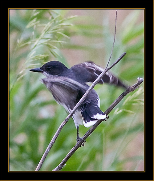 Eastern Kingbird - North Platte, Nebraska