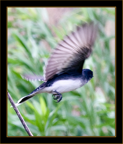 Eastern Kingbird - North Platte, Nebraska