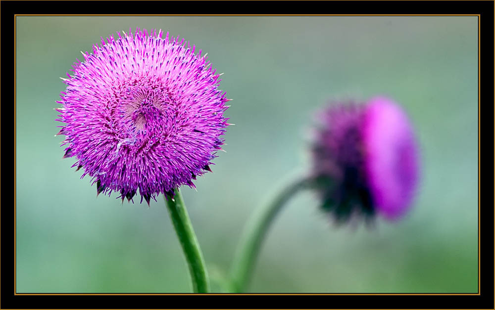 Local Color - North Platte, Nebraska