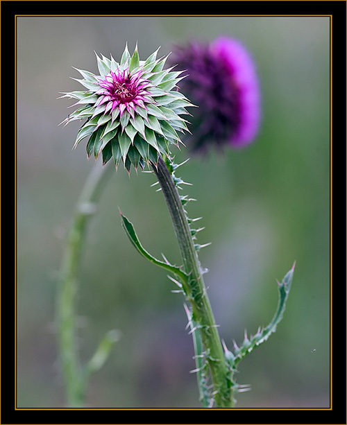 Local Color - North Platte, Nebraska