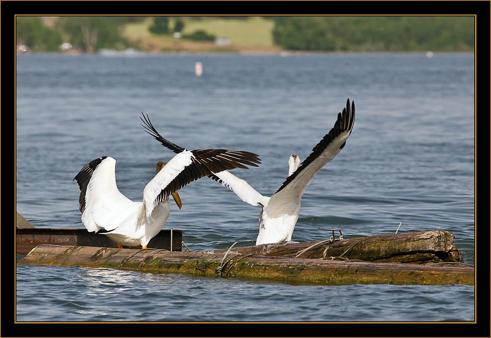 American White Pelicans - Cherry Creek State Park